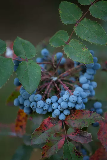 Detailaufnahme auf dem Friedhof an der Merseburger Strasse in Leipzig.