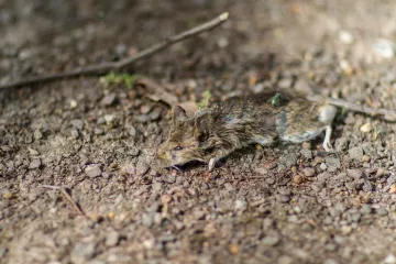Eine tote Maus auf dem Friedhof an der Merseburger Strasse in Leipzig.