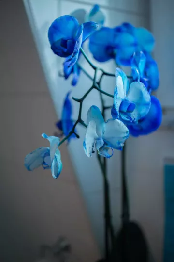 Blunmengesteck in der Lindenauer Wohnung.