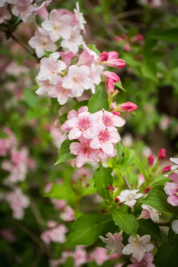 Detailaufname von blühenden Pflanzen im Garten von Christina Weiß in Leipzig Lindenau.
