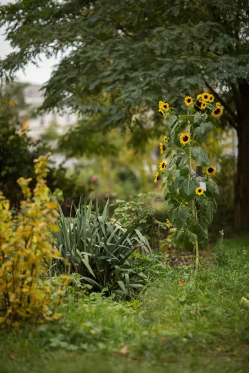 Nachbarschaftsgärten in Leipzig Lindenau.