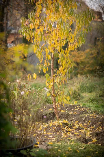 Ein Pfirsichbaum in den Nachbarschaftsgärten. Er steht auf einer der Flächen deren Zwischennutzungsvertrag Ende 2015 auslief. Mitglieder des Vereins waren gerade dabei ihn auszugraben um ihn zu verpflanzen.