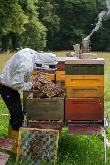 Christopher Mann kontroliert das Verhalten seiner Bienen.