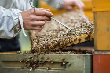 Christopher Mann kontrolliert den Zustand der Bienen.