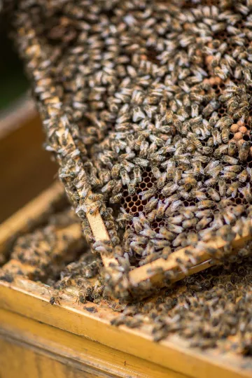 Detailaufnahme einer Bienenwabe.