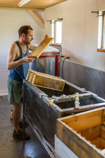 … die Verdeckelung der Bienen aufgeschnitten und in Rahmen in die Honigschleuder gesteckt.