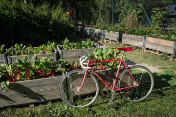 Ökologischer Landbau im Gemeinschaftsgarten.