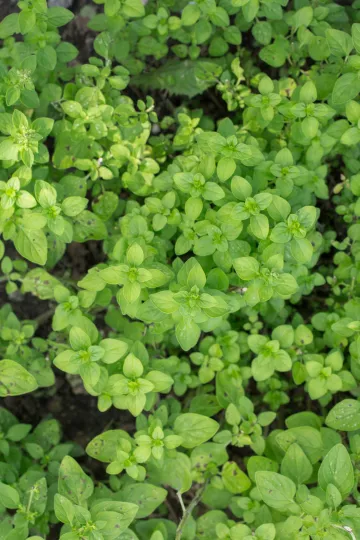 Anbau von Kräutern im innerstädtischen Gemeinschaftsgarten.