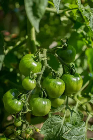 Ein Strauch grüner Tomaten im gemeinschaftlich genutzen Garten.