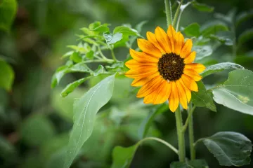 Gemeinschaftliches Gärtnern bei Annalinde in Leipzig Lindenau.
