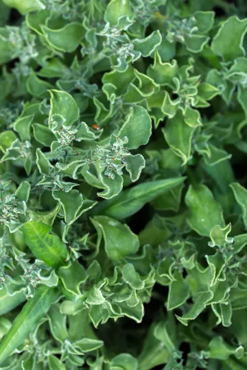 Viele Kräuter wachsen im Garten von Annalinde in Lindenau.