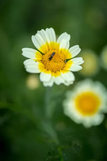 Urban Gardening bei Annalinde in Leipzig Lindenau.