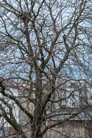 Ein winterlich kahler Baum vor dem Atelier in der Naumburger Strasse in Leipzig Plagwitz.