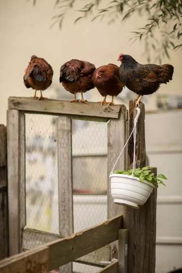 Die Zwerghühner des Nachbarschaftsgärten e. V.. Besonders schöne kleine Hühner, deren Gefieder immer so schön in verschiedenen Farben schillert.