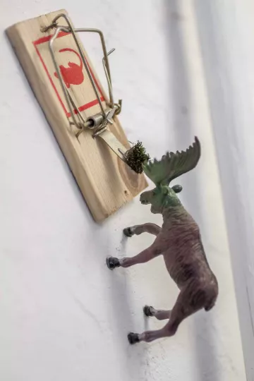 Eine Plastikfigur eines Elches hat sich mit seinem Geweih in eine Mausefalle verirrt.