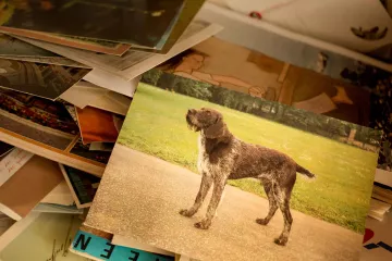 Das Bild eines Hundes auf einem Stapel von Postkarten.