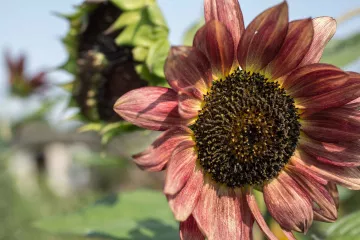 Sonnenblumen im Kleingarten von Steffi Geschewski in Leipzig Lindenau.