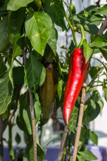 Paprika wachsen in Steffis Kleingarten in Leipzig Lindenau.