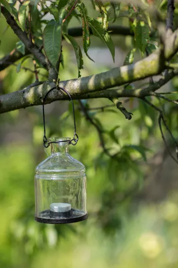 Eine Laterne hängt an einem Ast im Kleingarten von Steffi Geschewski in Lindenau.
