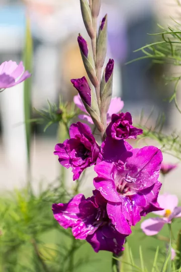 Blühende Blumen im Kleingarten von Steffi Geschewski.