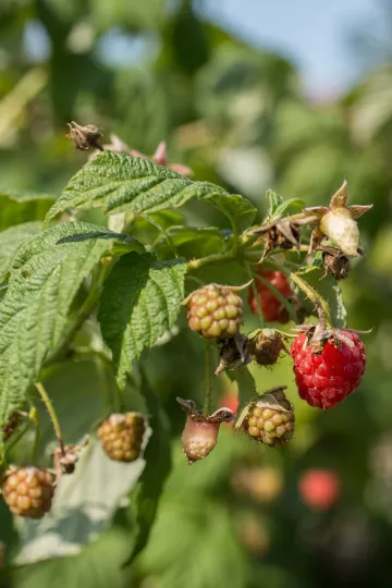 Reife und unreife Himbeeren im Kleingarten von Steffi Geschewski in Lindenau.