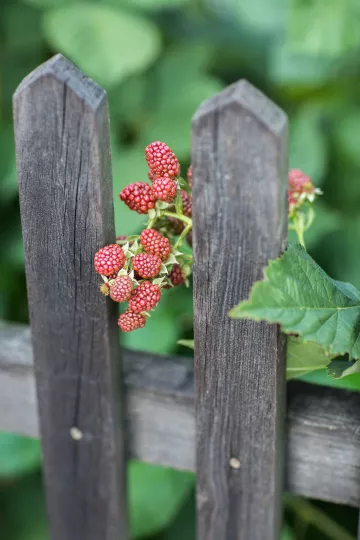 Beeren drücken sich durch den Holzzaun des Kleingartens.