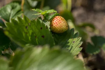 Erdbeeren wachsen in Steffi Geschewskis Kleingarten in Leipzig Lindenau.