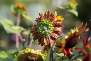 Sonnenblumen im Kleingarten von Steffi Geschewski in Leipzig Lindenau.