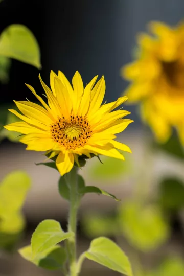 Blühende Blumen im Kleingarten von Steffi Geschewski.