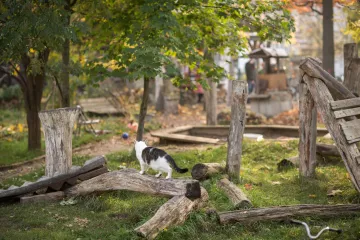 Eine Katze streunt durch die Nachbarschaftsgärten in Leipzig Lindenau.